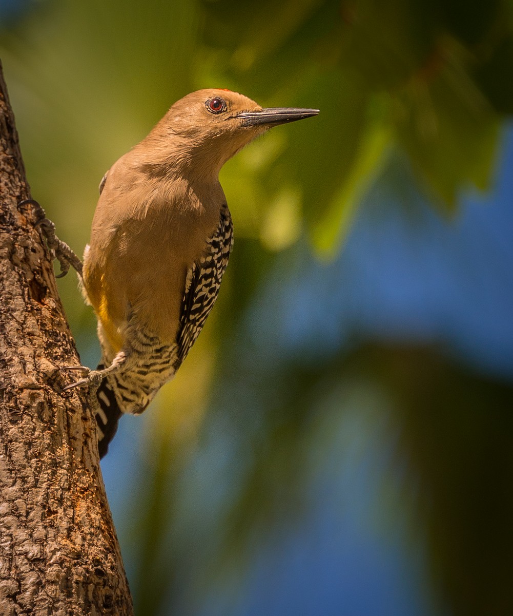 woodpecker sp. - ML379439791