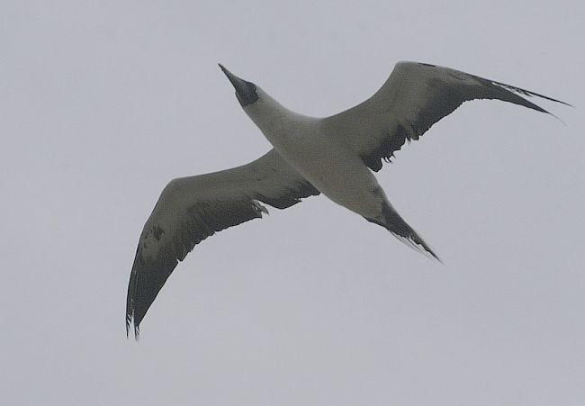 Masked Booby - Jugal Tiwari