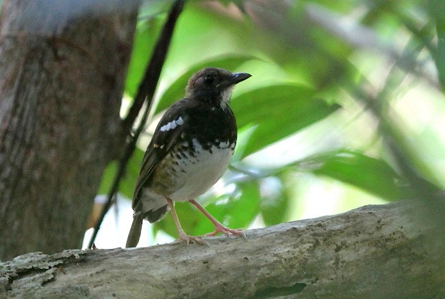 Enggano Thrush - Janos  Olah