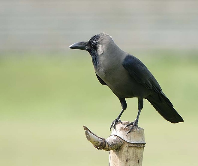 House Crow - ML379441061