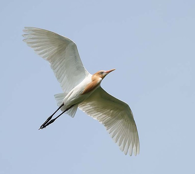 Eastern Cattle-Egret - ML379441071