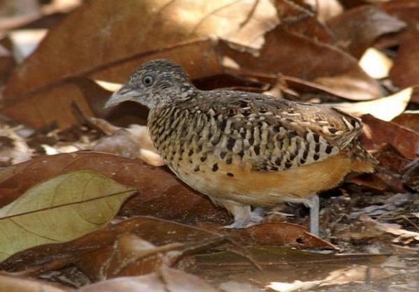 Barred Buttonquail - Dave Bakewell