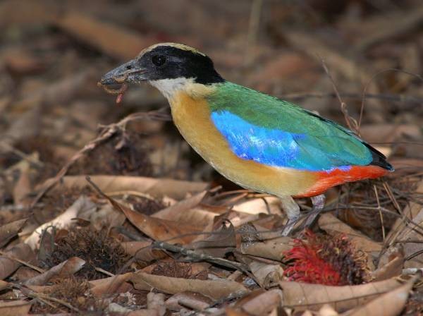 Blue-winged Pitta - ML379441221