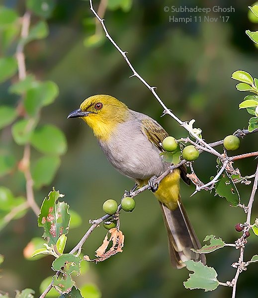 Yellow-throated Bulbul - ML379443131