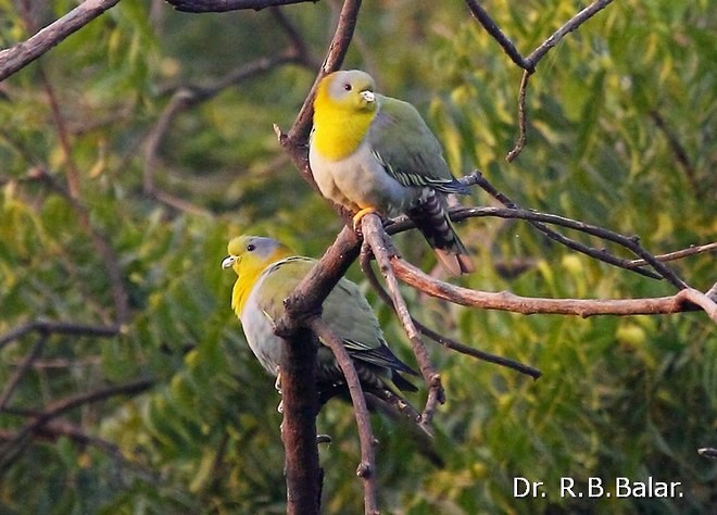 Yellow-footed Green-Pigeon - ML379444291