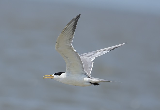 Great Crested Tern - ML379444591