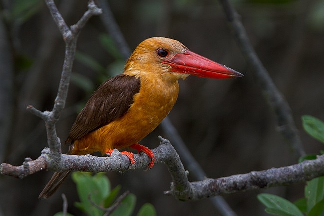 Brown-winged Kingfisher - Soumyajit Nandy