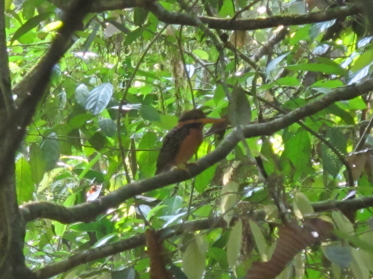Rufous-collared Kingfisher - ML37944561