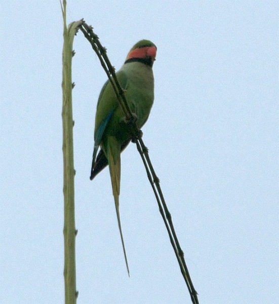 Uzun Kuyruklu Yeşil Papağan (tytleri) - ML379445731
