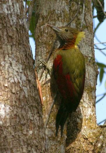 Checker-throated Woodpecker (Checker-throated) - ML379446001