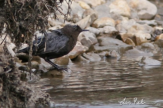 White-throated Dipper - Lars Petersson | My World of Bird Photography