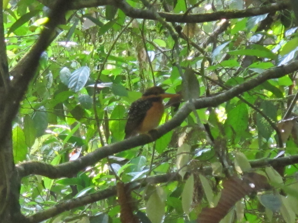 Rufous-collared Kingfisher - ML37944611