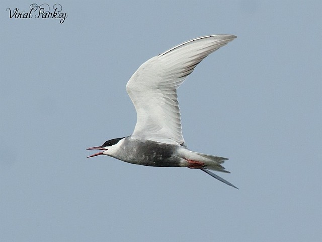 Whiskered Tern - Pankaj Maheria