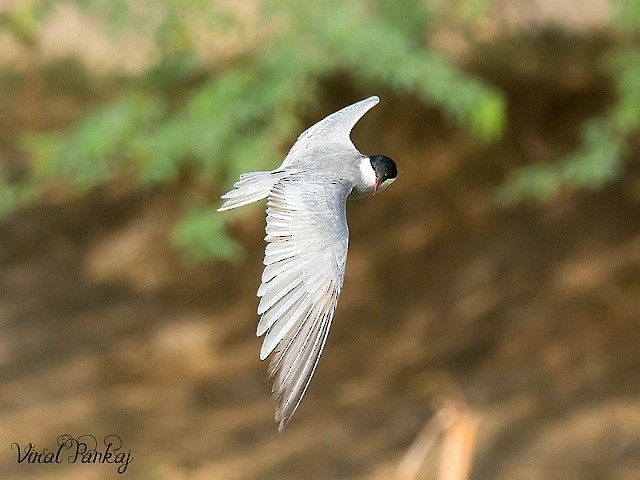 Whiskered Tern - Pankaj Maheria