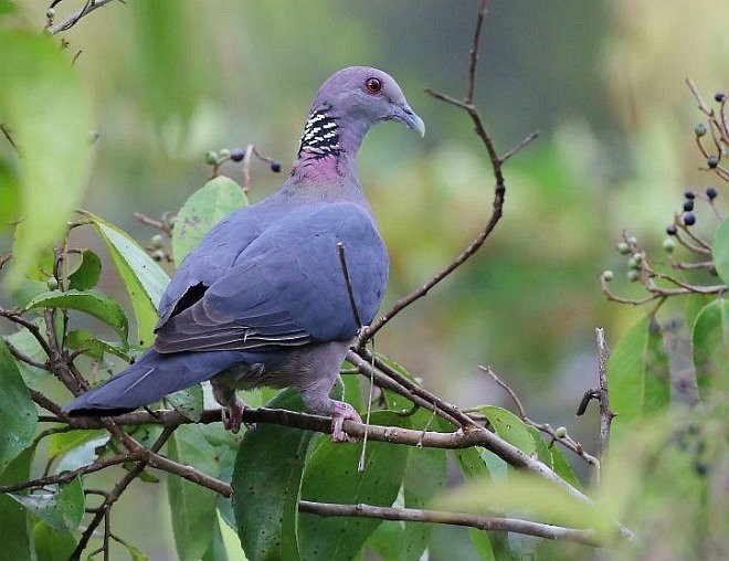 Sri Lanka Wood-Pigeon - ML379446361