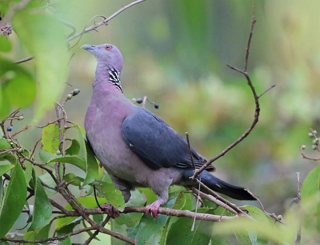 Sri Lanka Wood-Pigeon - ML379446451