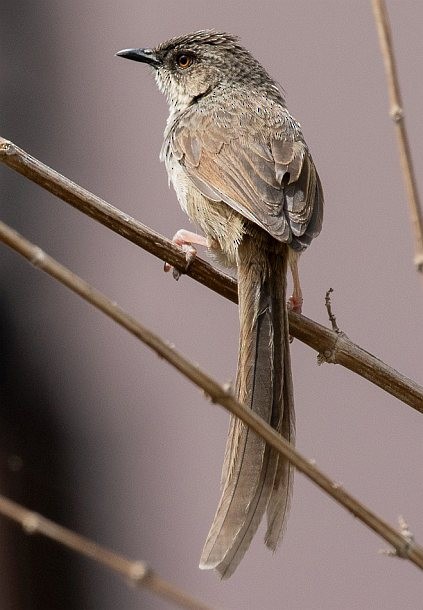 Prinia crinigère - ML379446461