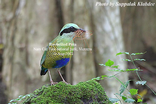 Bar-bellied Pitta - ML379446541