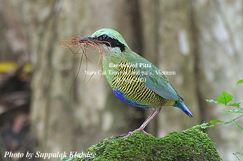 Bar-bellied Pitta - ML379446561