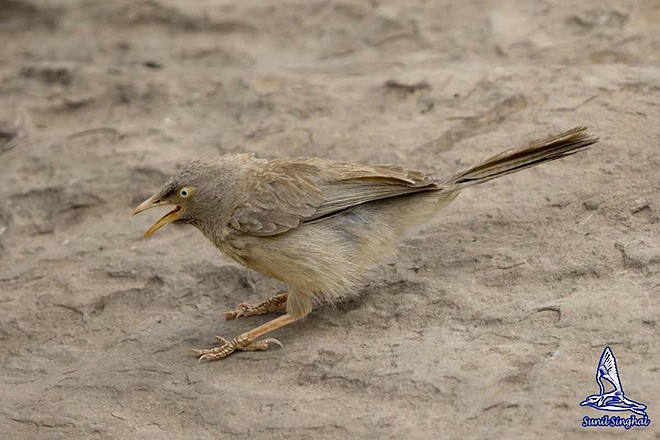 Jungle Babbler - ML379446571