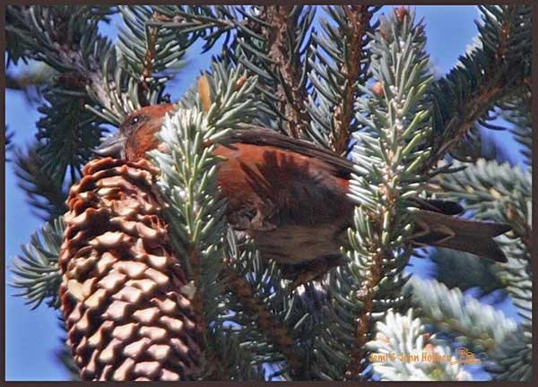 Bec-croisé des sapins (himalayensis) - ML379446631