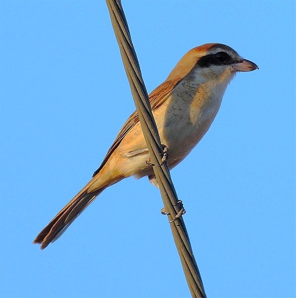 Brown Shrike - ML379446871