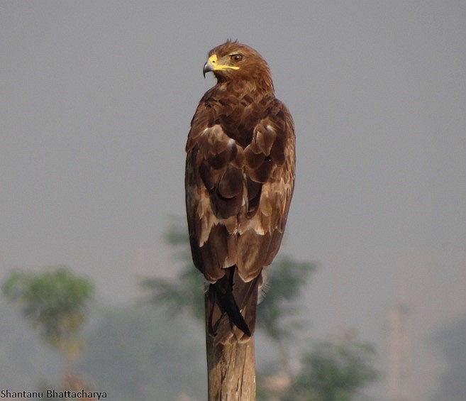 Indian Spotted Eagle - Shantanu Bhattacharya