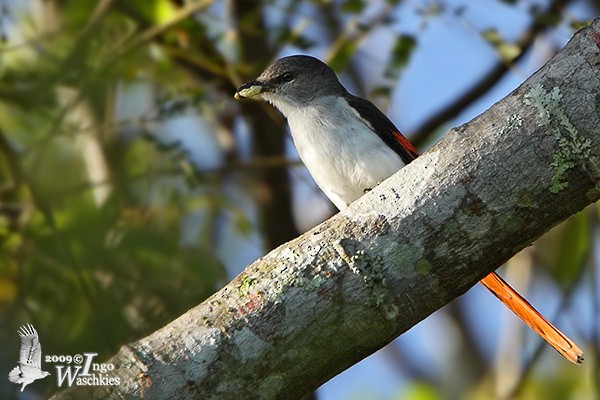 Minivet de Flores - ML379447581