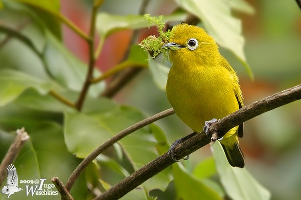 Ashy-bellied White-eye - Ingo Waschkies