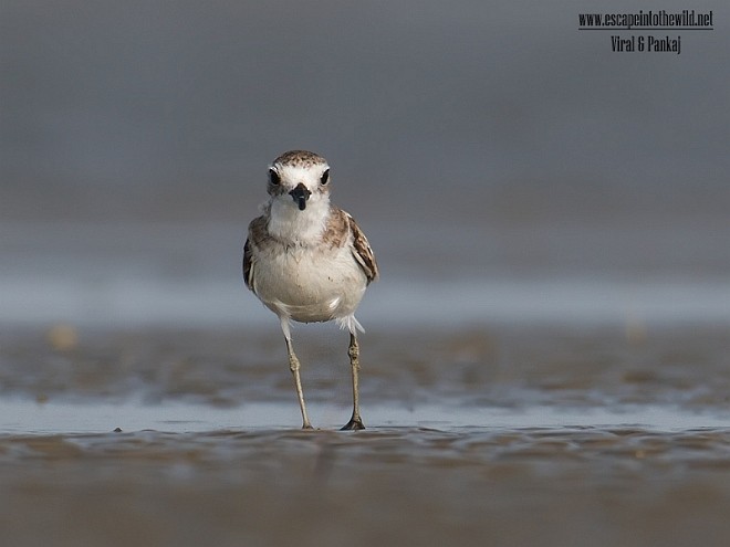 Greater Sand-Plover - ML379448311