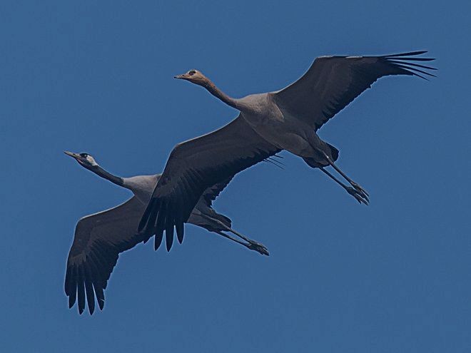 Common Crane - Sumit  Sengupta