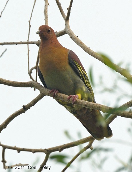 ニッケイアオバト - ML379448861