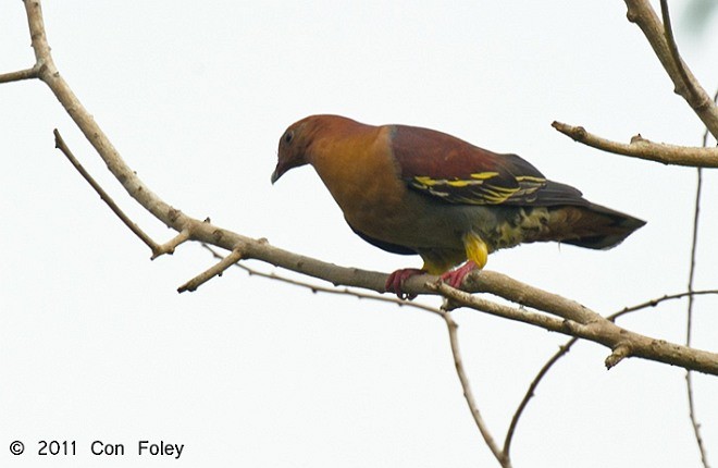 ニッケイアオバト - ML379448871