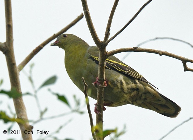 ニッケイアオバト - ML379448891