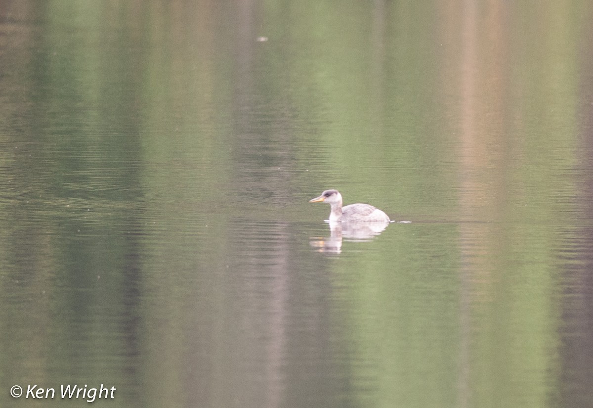 Red-necked Grebe - ML37944901