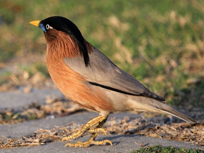 Brahminy Starling - ML379449141