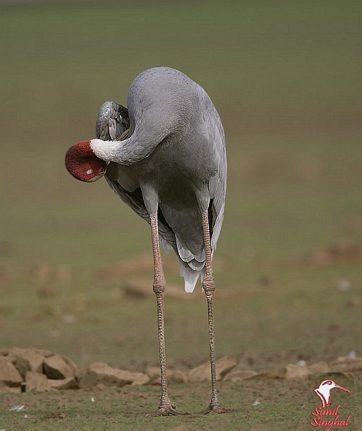 Sarus Crane - ML379449181