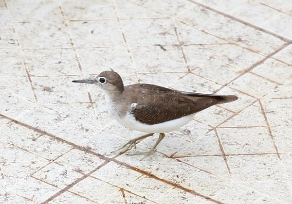 Common Sandpiper - Chandrasri Narampanawa