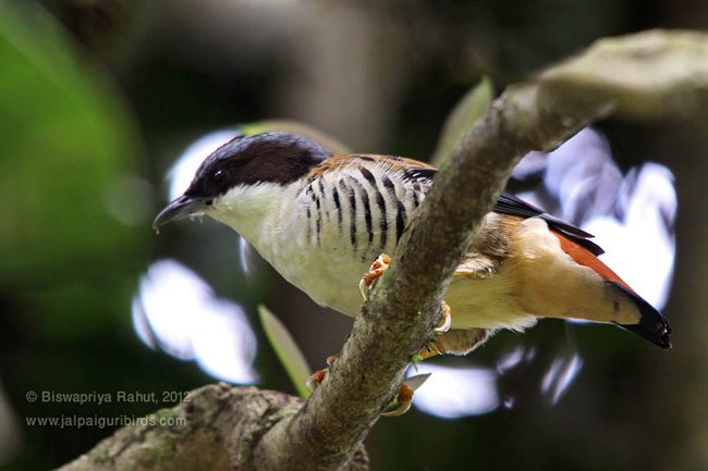 セアカチメドリ - ML379449391