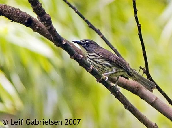 Luzon-Streifenbrillenvogel - ML379449951