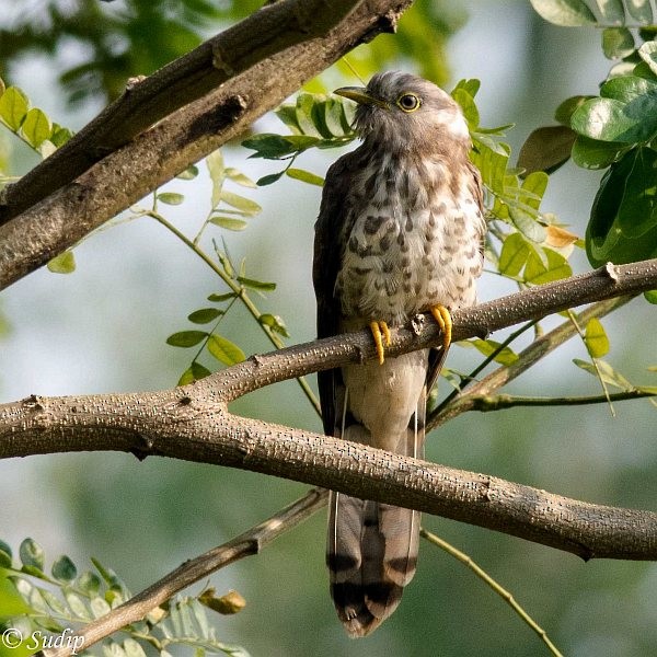 Common Hawk-Cuckoo - ML379450211