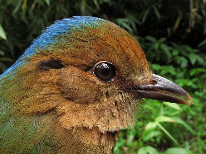 Blue-naped Pitta - ML379450271