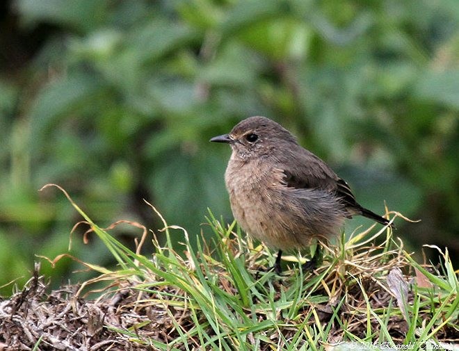 Pied Bushchat - ML379450831