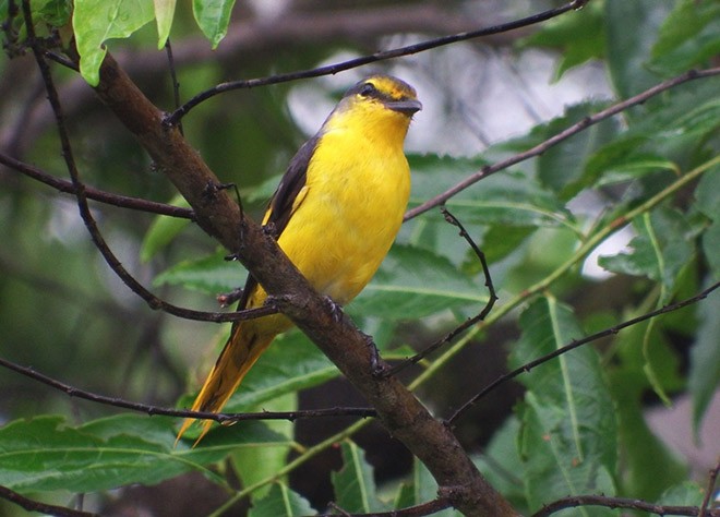 Scarlet Minivet (Scarlet) - ML379451281