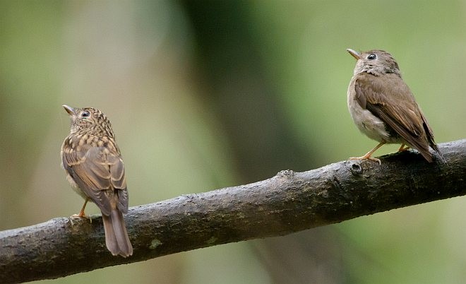 Brown-breasted Flycatcher - ML379451661