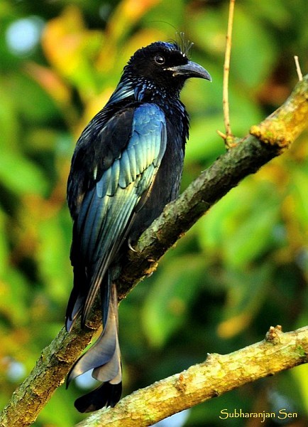 Telli Drongo (hottentottus/brevirostris) - ML379452481