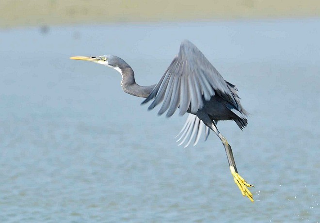 Western Reef-Heron (Eastern) - ML379453101