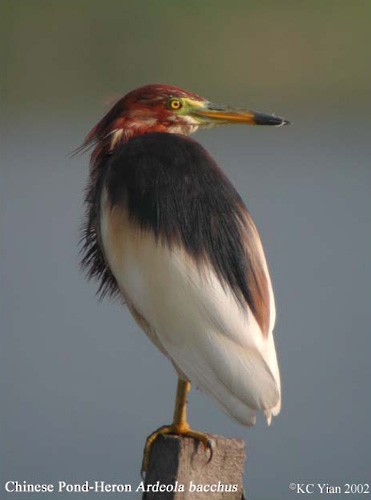 Chinese Pond-Heron - ML379453181