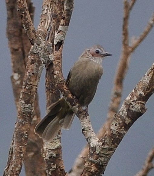 Bare-faced Bulbul - ML379453261