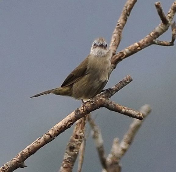 Bare-faced Bulbul - ML379453301